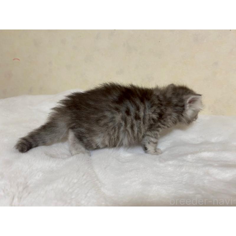 販売中の栃木県のサイベリアン-124225の2枚目