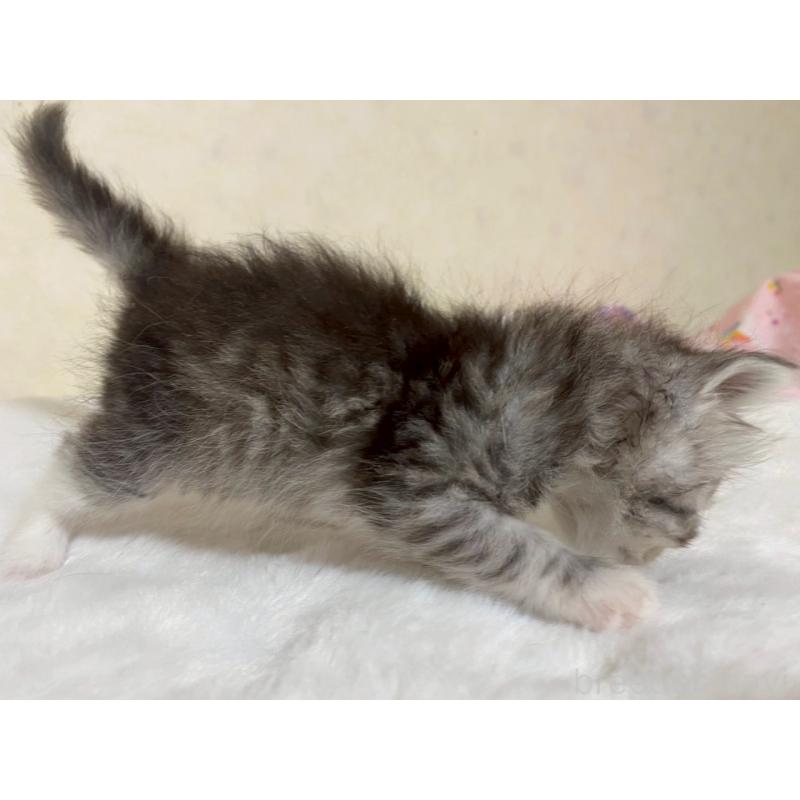販売中の栃木県のサイベリアン-124226の2枚目