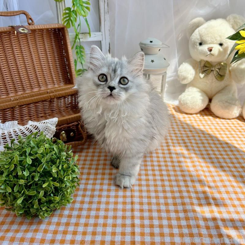 販売中の千葉県のマンチカン-121877
