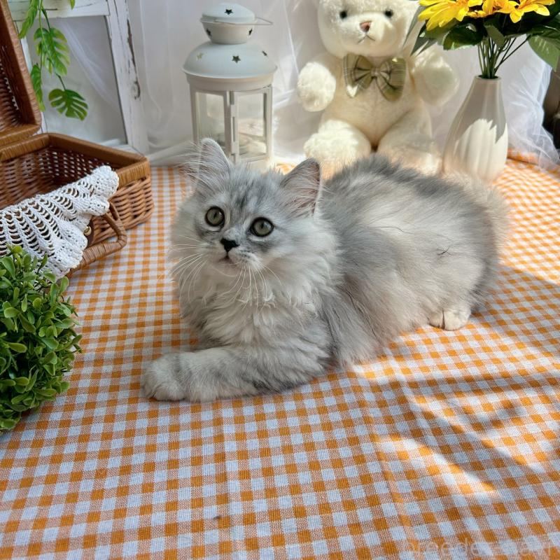 販売中の千葉県のマンチカン-121877の3枚目