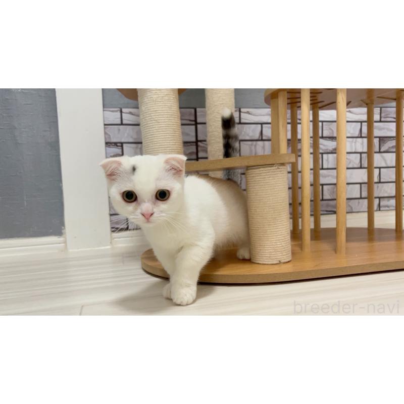 販売中の福岡県のマンチカン-124238の4枚目