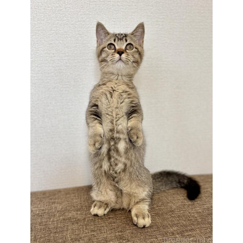 販売中の埼玉県のマンチカン(短足)-115860の4枚目