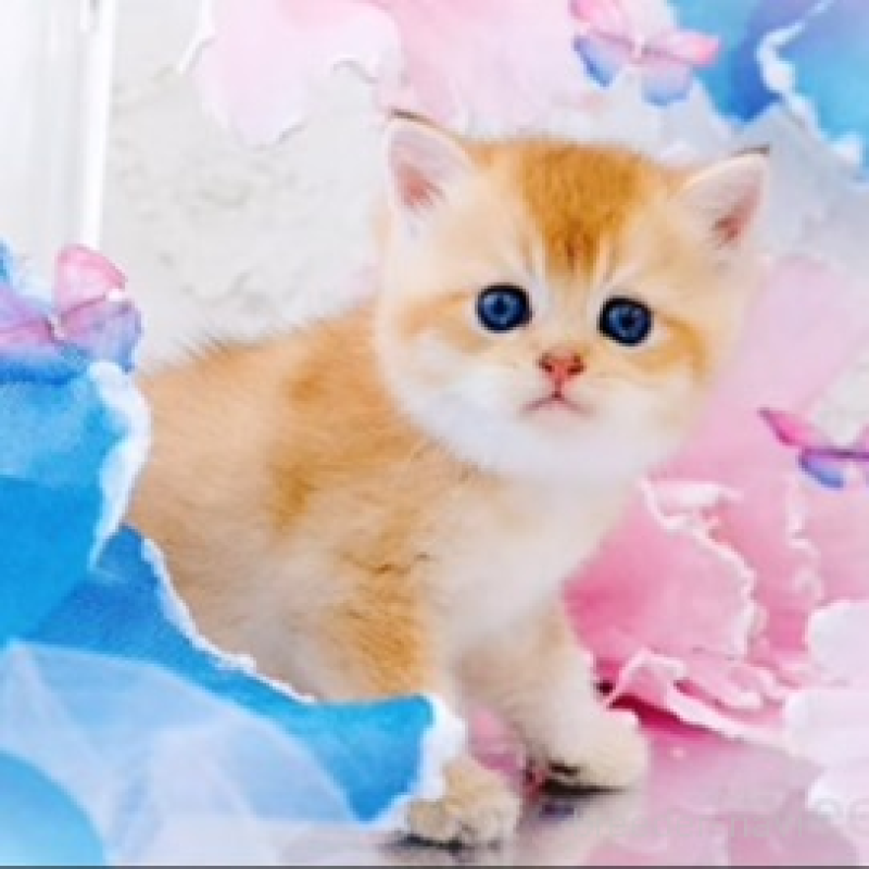 販売中の岐阜県のブリティッシュショートヘア-124247