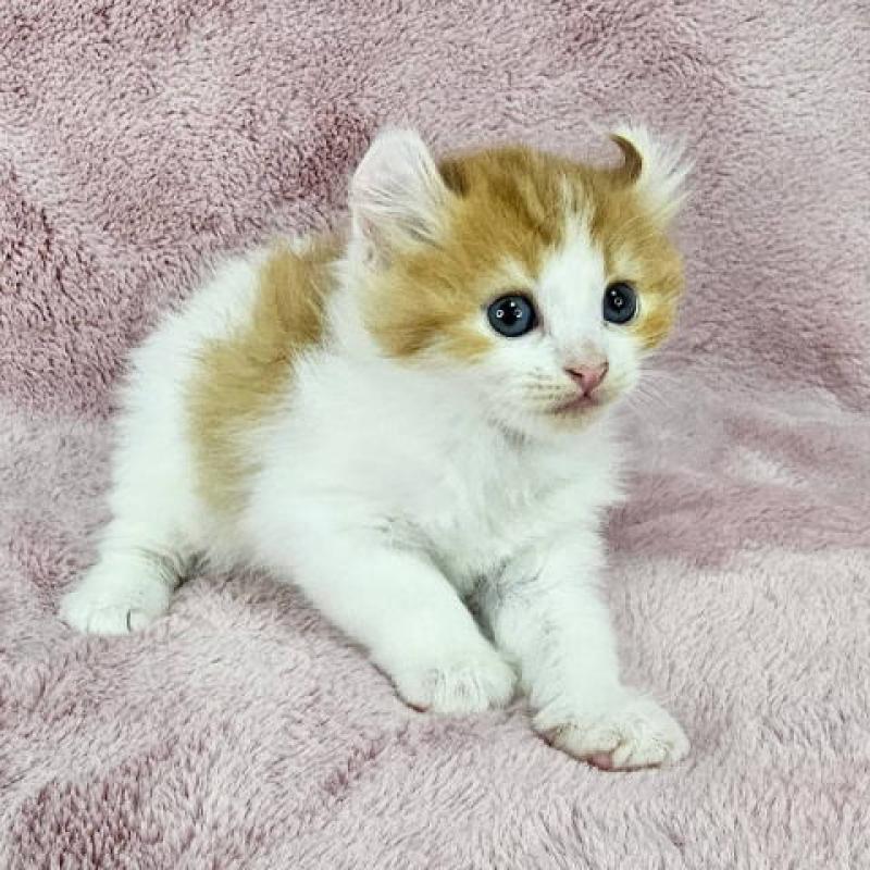 販売中の千葉県のマンチカン-124253の6枚目