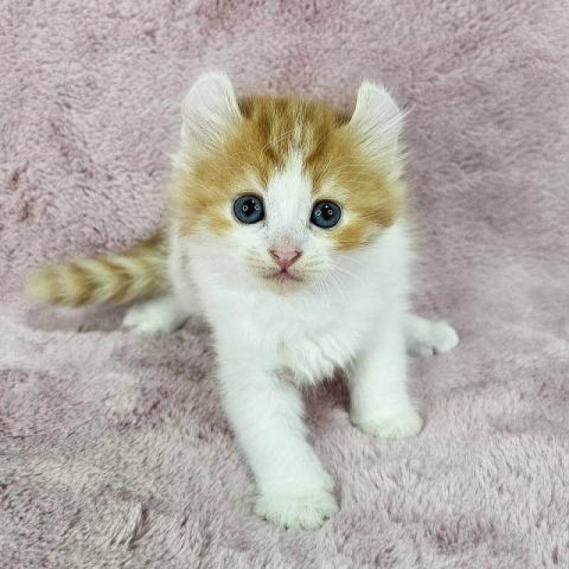 販売中の千葉県のマンチカン-124253