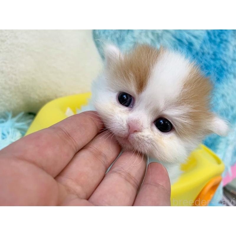 販売中の大阪府のマンチカン(短足)-124083の4枚目