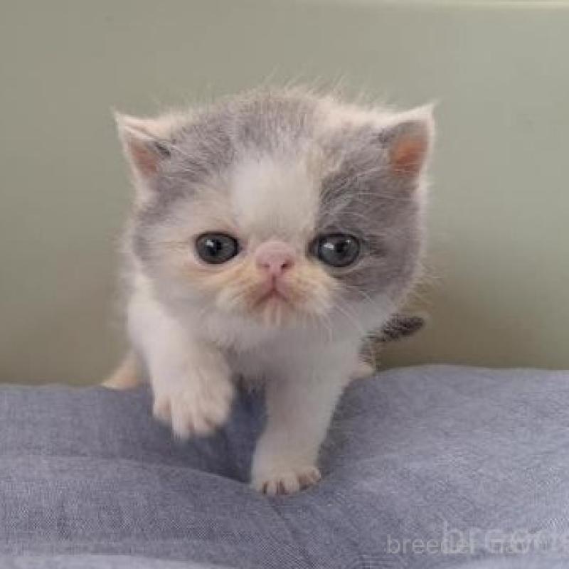 販売中の岐阜県のエキゾチックショートヘア-124310