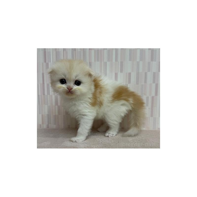 販売中の千葉県のスコティッシュフォールド(折れ耳)-124314の2枚目