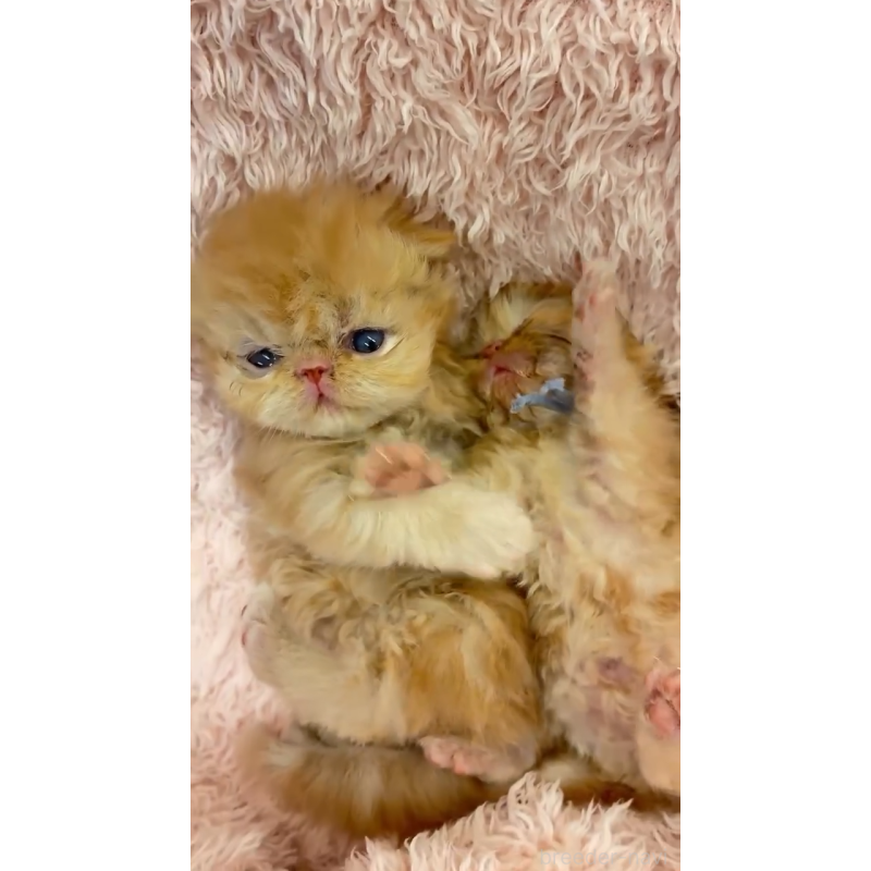 販売中の埼玉県のエキゾチックショートヘア-124340の5枚目