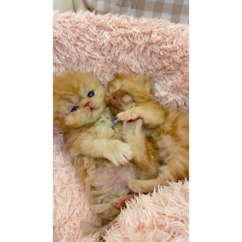 販売中の埼玉県のエキゾチックショートヘア-124340の4枚目