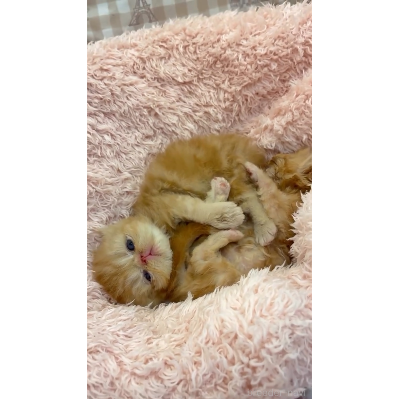 販売中の埼玉県のエキゾチックショートヘア-124340の3枚目
