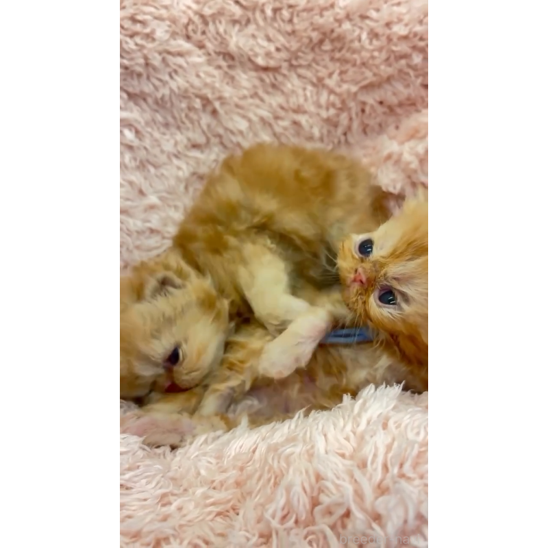 販売中の埼玉県のエキゾチックショートヘア-124341の5枚目