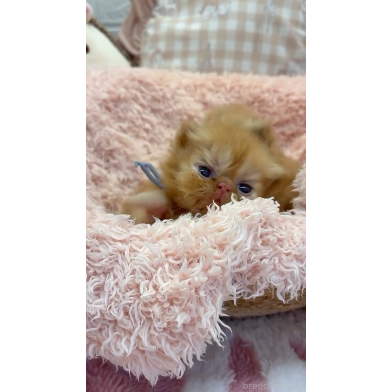 販売中の埼玉県のエキゾチックショートヘア-124341の4枚目