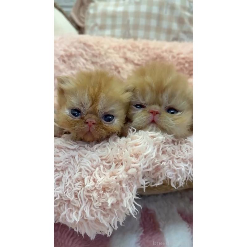 販売中の埼玉県のエキゾチックショートヘア-124341の2枚目