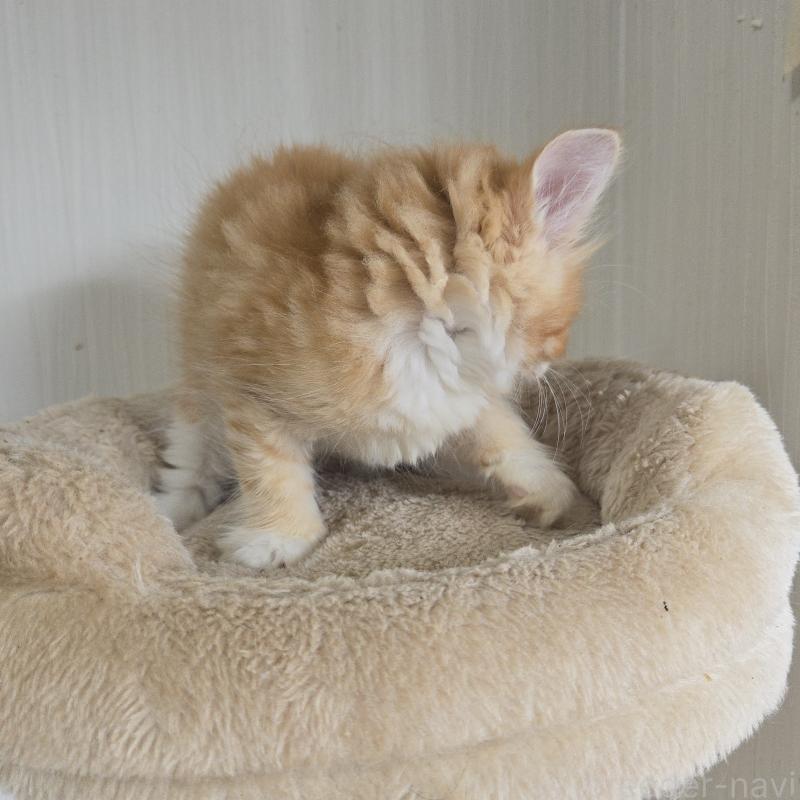 販売中の埼玉県のノルウェージャンフォレストキャット-124376の4枚目