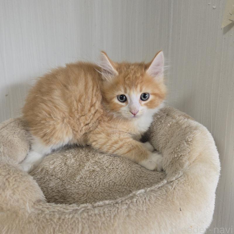 販売中の埼玉県のノルウェージャンフォレストキャット-124376の3枚目