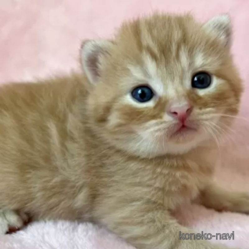 販売中の静岡県のスコティッシュフォールド-124303の1枚目