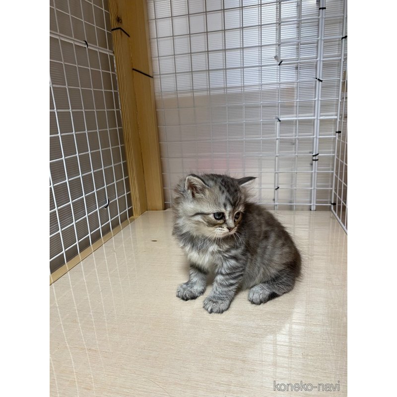 販売中の香川県のスコティッシュフォールド-124362の2枚目