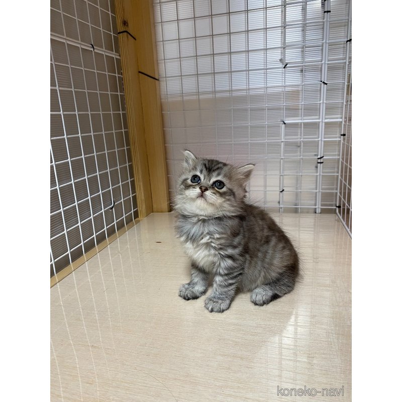販売中の香川県のスコティッシュフォールド-124362の4枚目