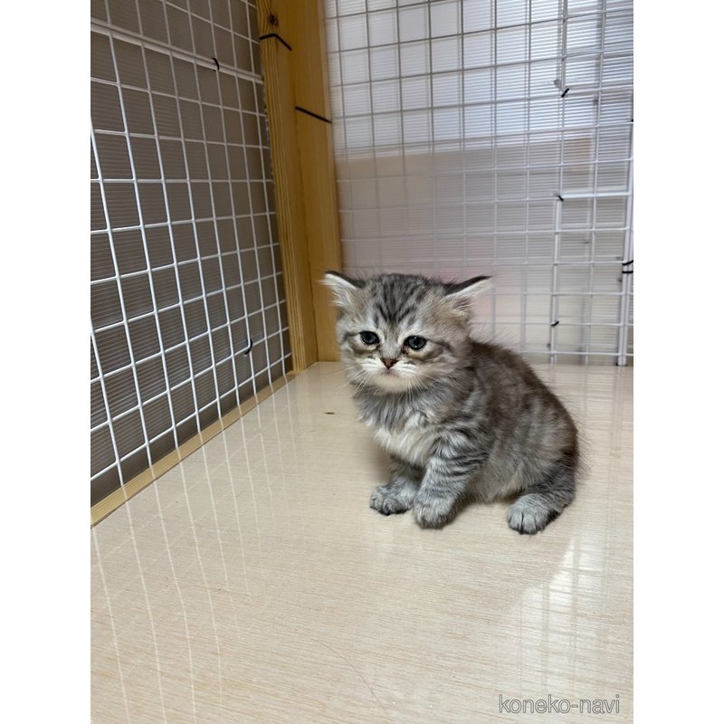 販売中の香川県のスコティッシュフォールド-124362の3枚目