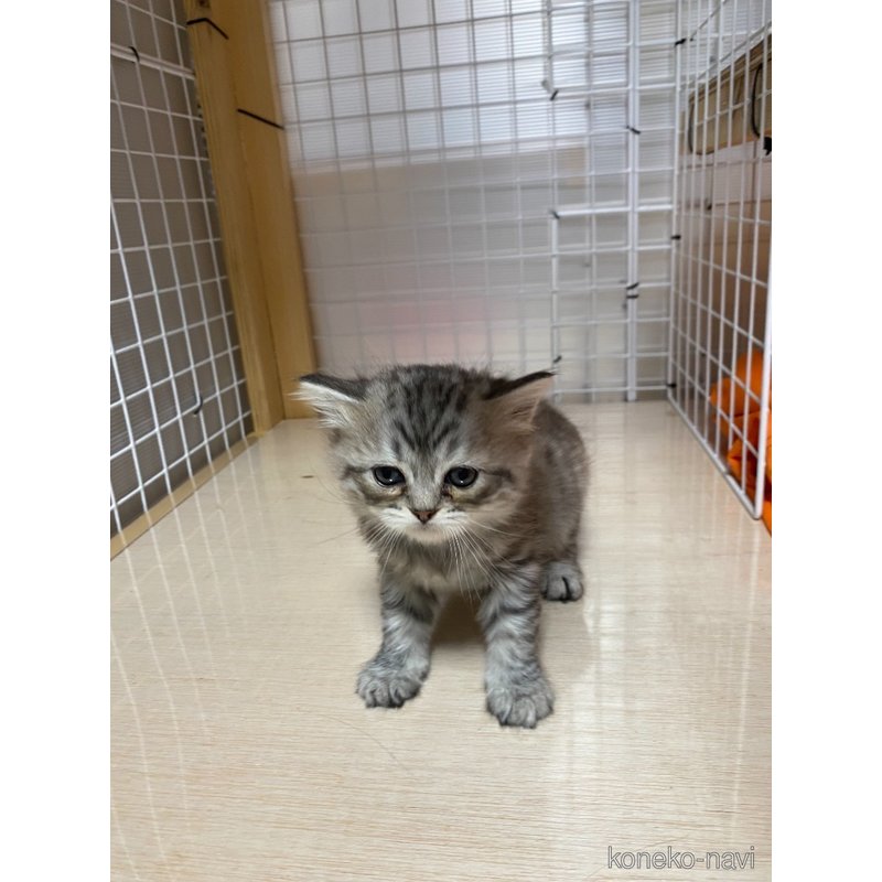 販売中の香川県のスコティッシュフォールド-124362の5枚目