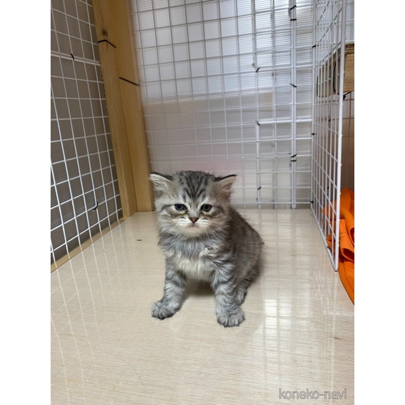 販売中の香川県のスコティッシュフォールド-124362の1枚目