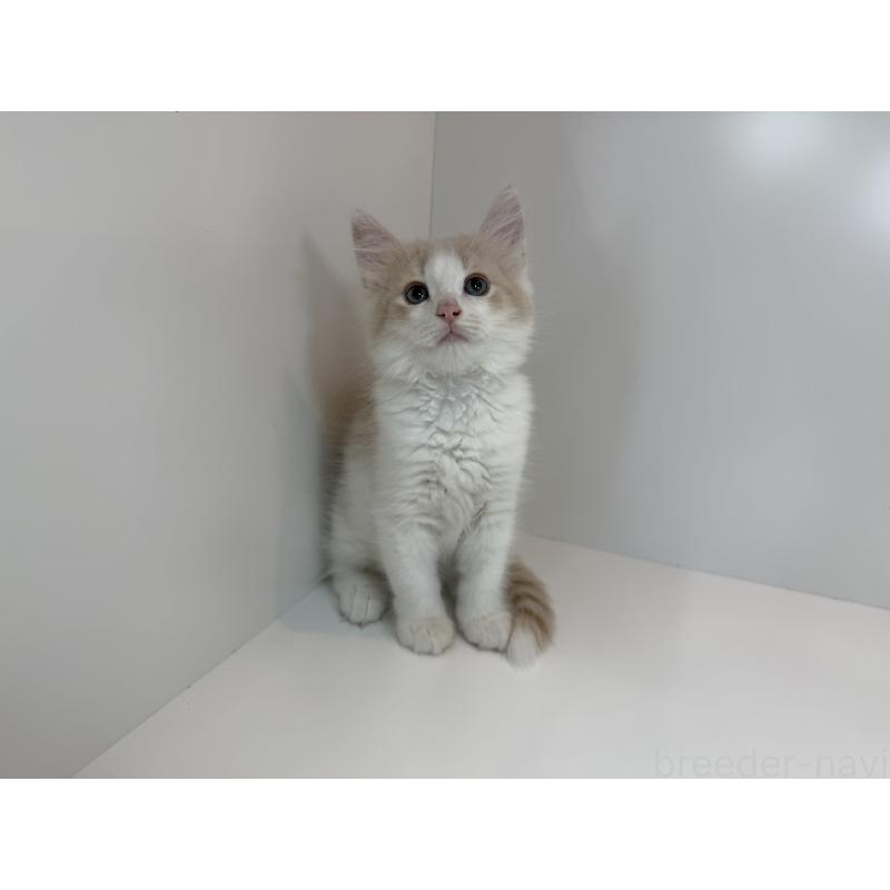 販売中の山口県のノルウェージャンフォレストキャット-124403の3枚目