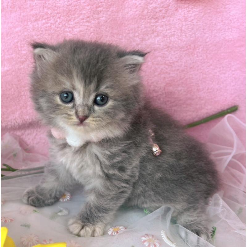 販売中の千葉県のラガマフィン-124470の2枚目