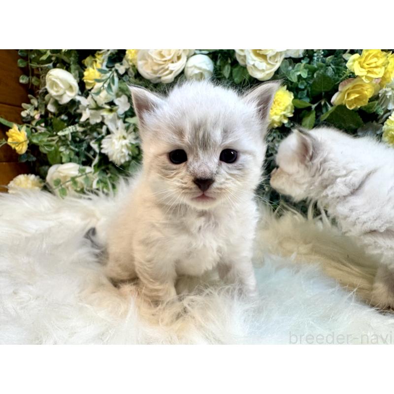 商談中の愛媛県のネヴァマスカレード-124387の4枚目