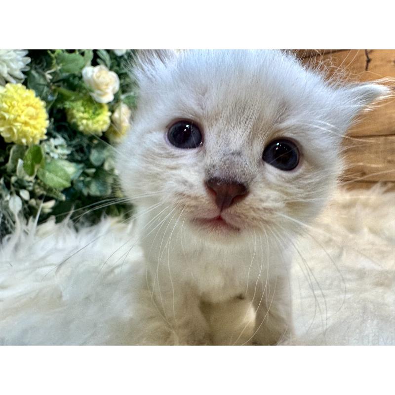 商談中の愛媛県のネヴァマスカレード-124388の16枚目