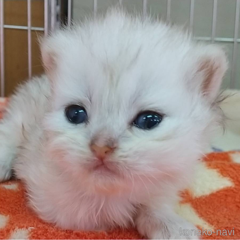 販売中の愛知県のペルシャ(チンチラ)-123846