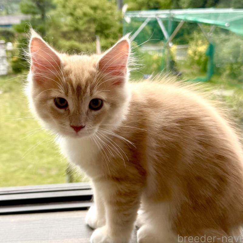 販売中の茨城県のノルウェージャンフォレストキャット-123722の2枚目