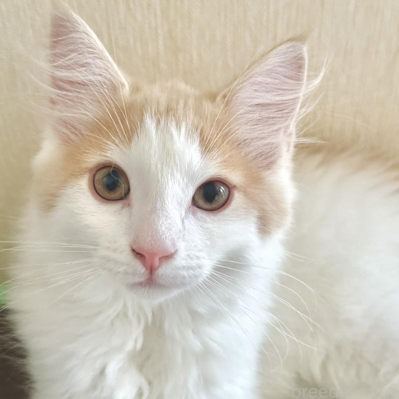 販売中の茨城県のノルウェージャンフォレストキャット-123721の2枚目