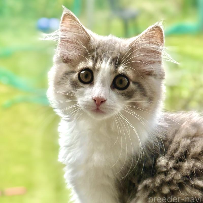 販売中の茨城県のノルウェージャンフォレストキャット-123720の2枚目