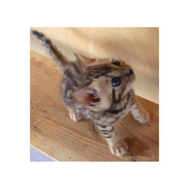 販売中の群馬県のベンガル-124481の14枚目