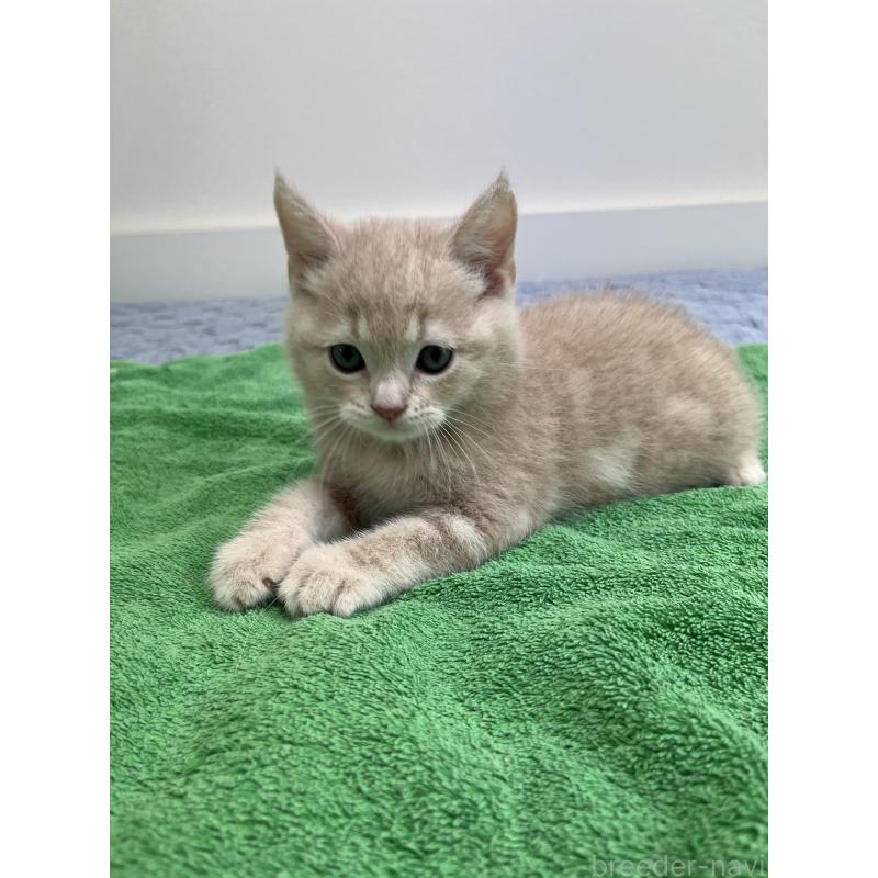 成約済の東京都のスコティッシュフォールド-120478の3枚目