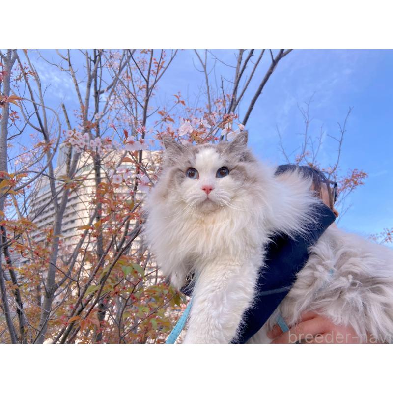 福トラくん1枚目