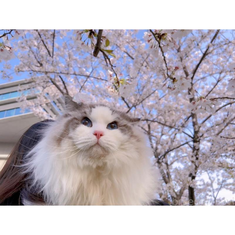 福トラくん1枚目
