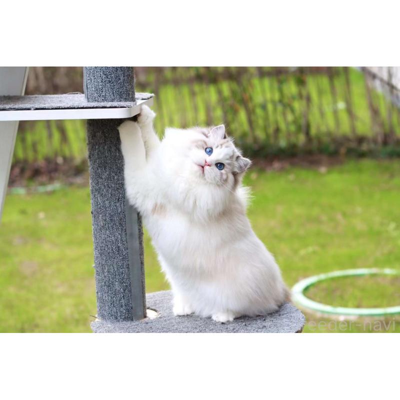 白黎ちゃん1枚目