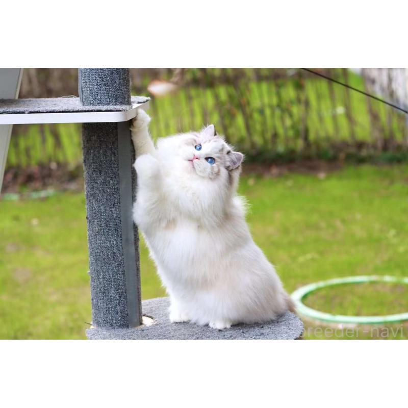 白黎ちゃん1枚目