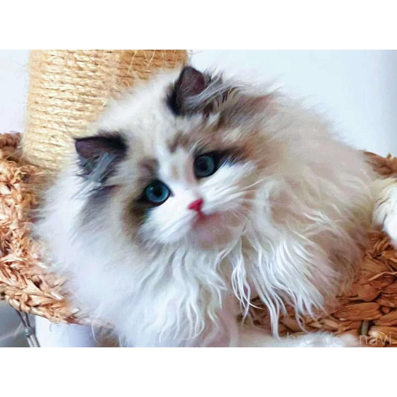 ももちゃんちゃん1枚目