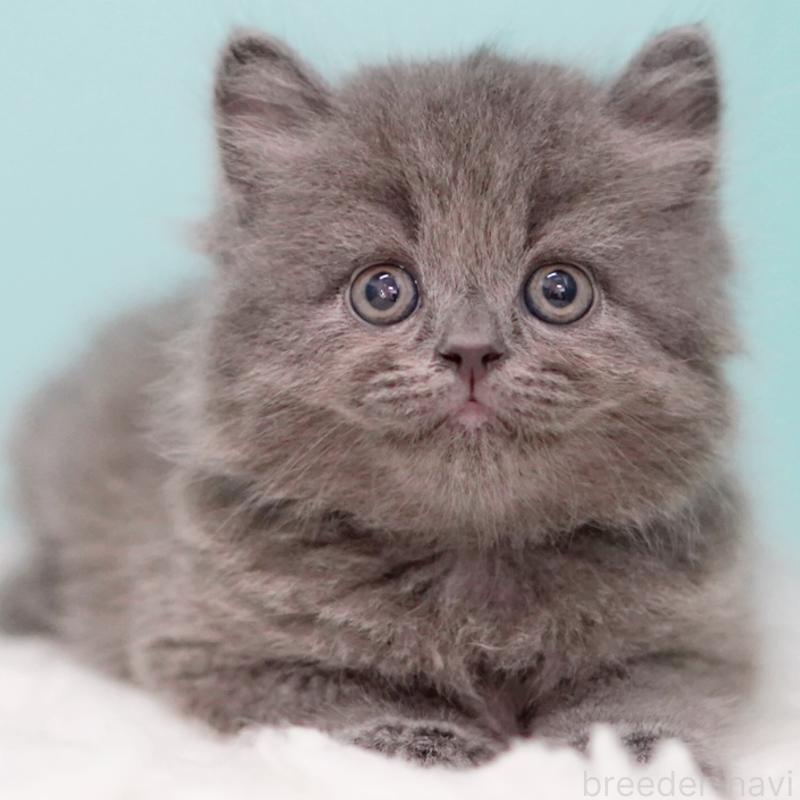 成約済の東京都のサイベリアン-123270の13枚目