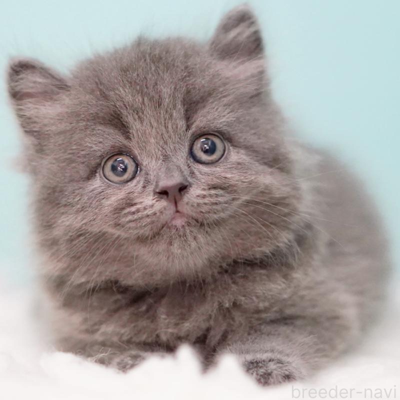 成約済の東京都のサイベリアン-123270の12枚目