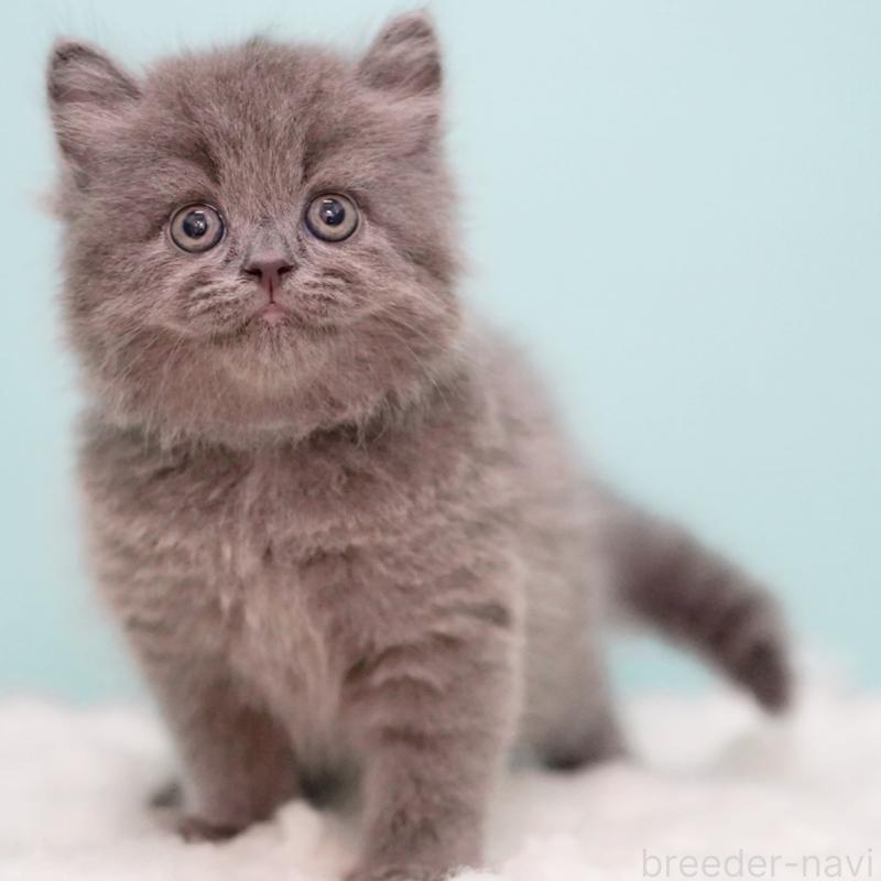 成約済の東京都のサイベリアン-123270の9枚目