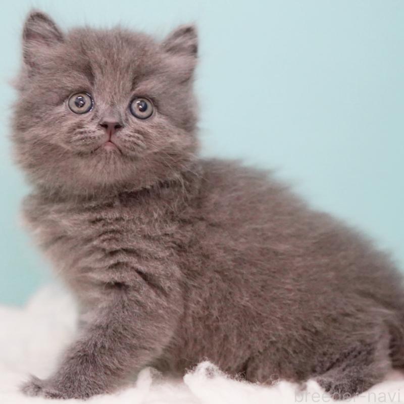 成約済の東京都のサイベリアン-123270の8枚目