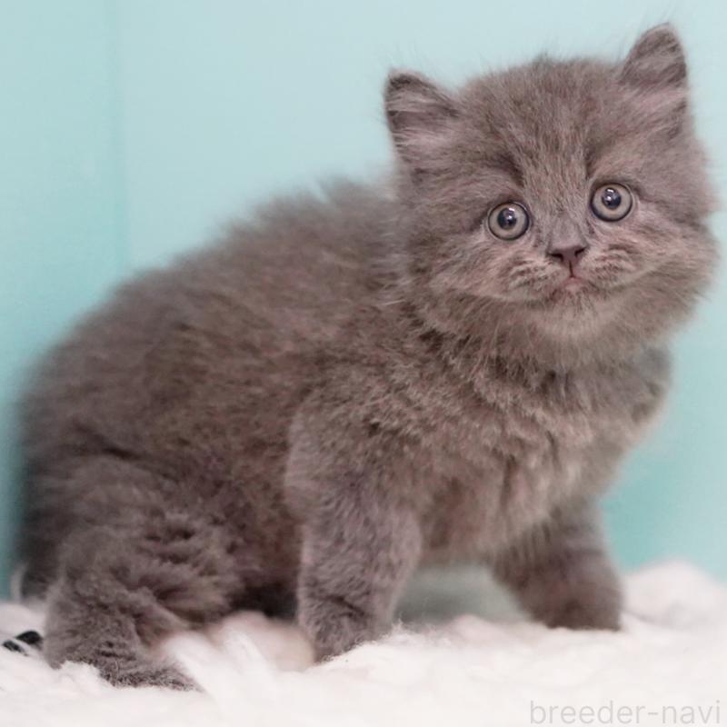 成約済の東京都のサイベリアン-123270の6枚目