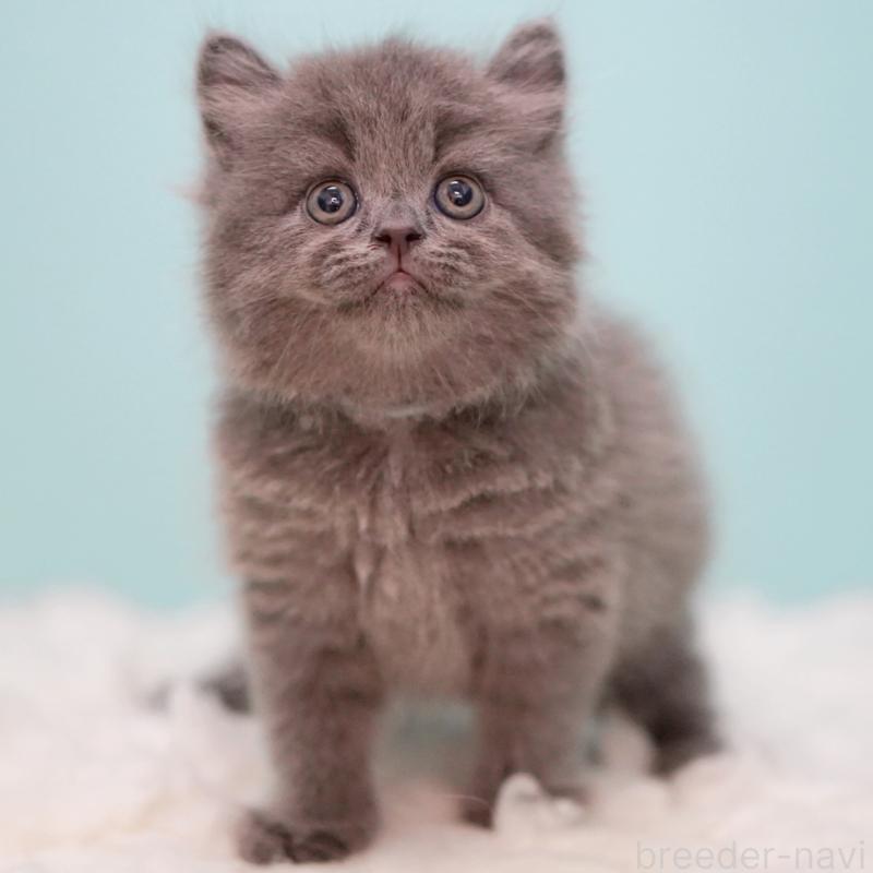 成約済の東京都のサイベリアン-123270の5枚目