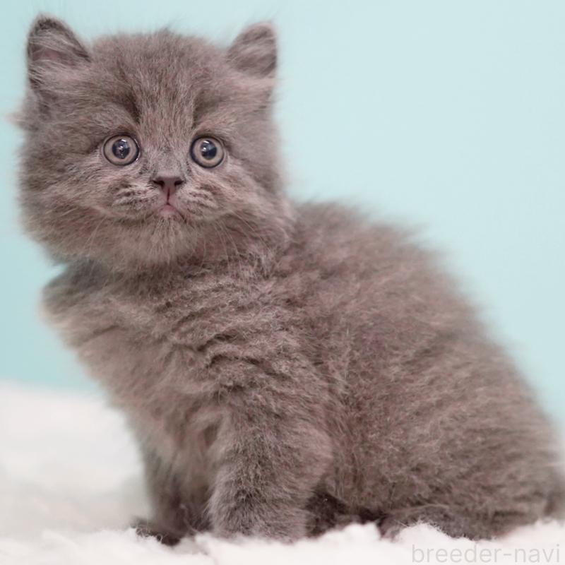 成約済の東京都のサイベリアン-123270の4枚目