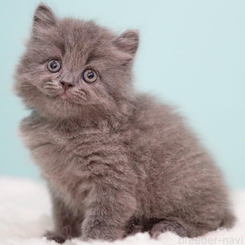 成約済の東京都のサイベリアン-123270の3枚目