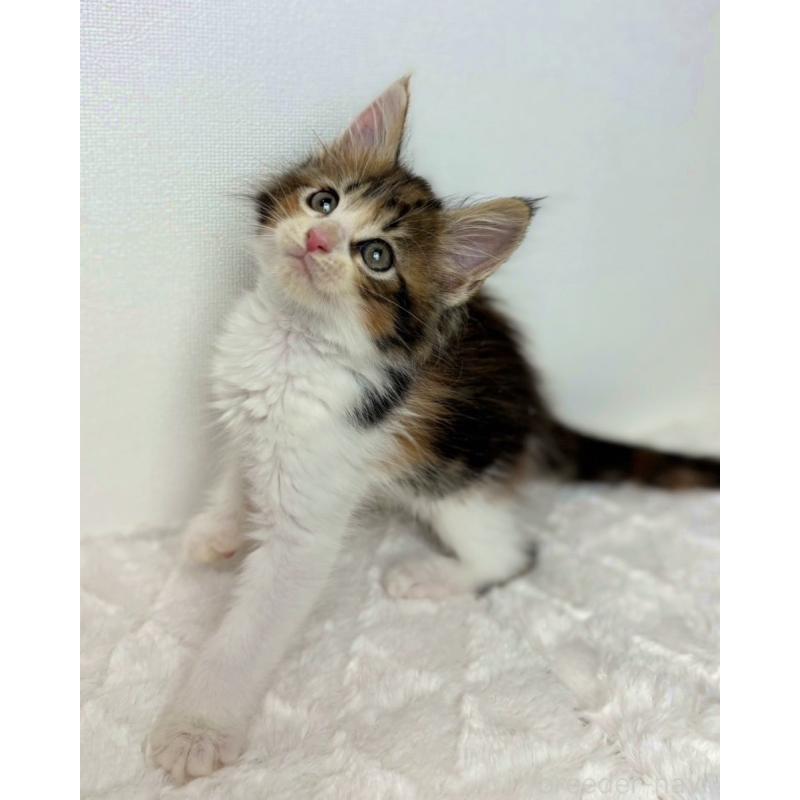 販売中の三重県のメインクーン-124496の2枚目